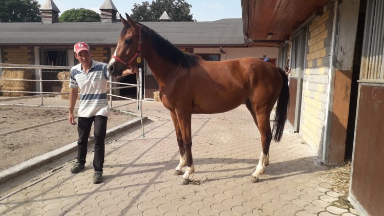Cardinal Princess / Cardinal Pioneer - Golden Victory (Acclamation) 2017 / Trappe Shot’tan Gebe ( S.Ç.T 22.03.2020 )