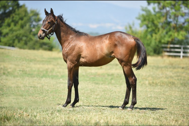 BODEMEISTER - ŞİİR GİBİ / BUSHRANGER - DİŞİ (07.05.2024)