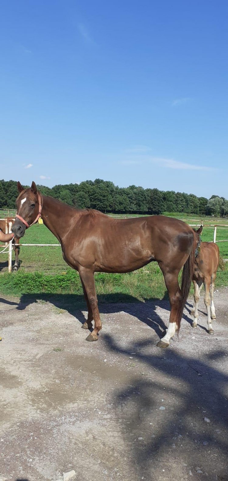 Sun Storm / Royal Abjar - Charnwood Queen ( Cadeaux Genereux ) 2004 /  Tizway’den Gebe (S.Ç.T. 18.05.2020 )