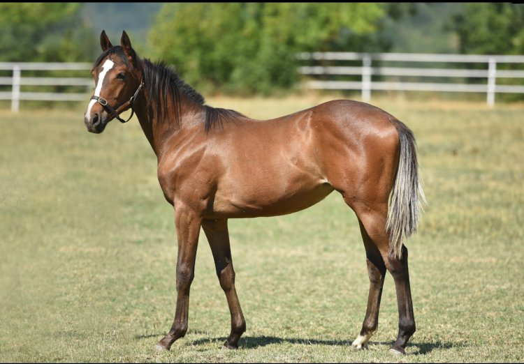VOODOO SONG - BUZ / VICTORY GALLOP - DİŞİ (23.04.2024)