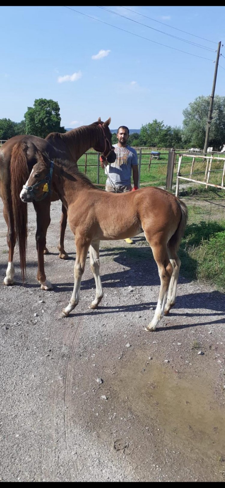 Mendip - Sun Storm ( Royal Abjar ) 28.04.2020 Erkek