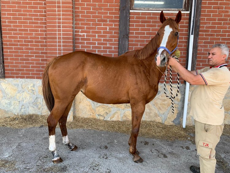 ULTİMATOM / ROYAL ABJAR - GOOD WILL (GALETTO) 2008 / SMART ROBIN’DEN GEBE