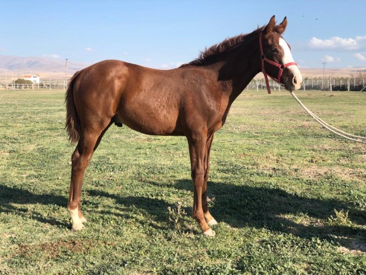 WIN RIVER WIN - PRINCESS IZABEL (KANEKO) ERKEK 14.04.2020