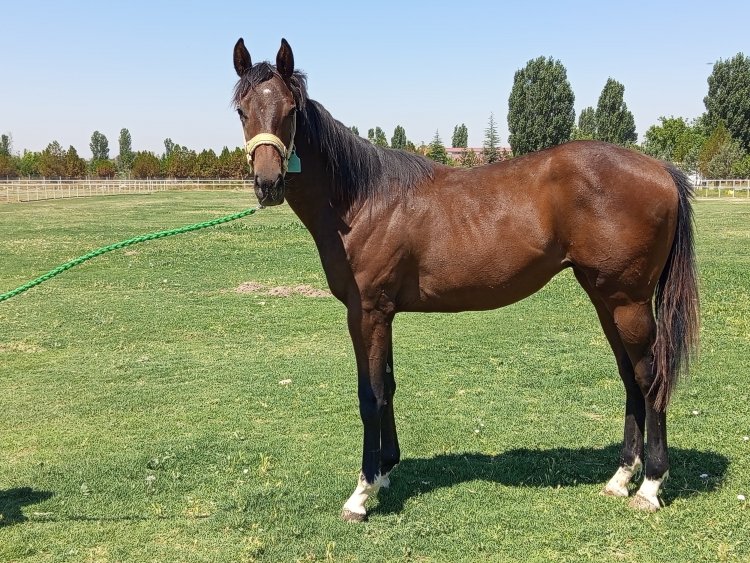 ALKUMAIT-RAS AL KHOR / UNION RAGS - ERKEK (30.04.2024)
