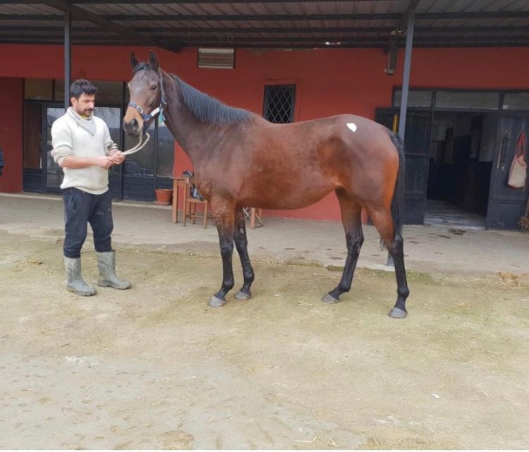 Zahenda / Exceed and Excel - Impetious (Inchinor) - 2012 / Lilbourne Lad’dan Gebe (SÇT:09.05.2019)