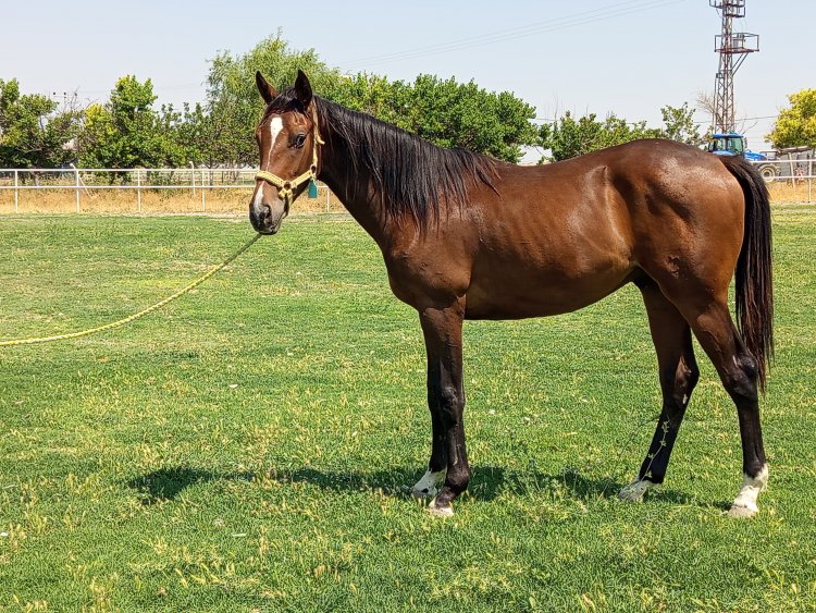 NOBEL PRIZE-STROLL ON / EXCEED AND EXCEL - ERKEK (22.02.2024)