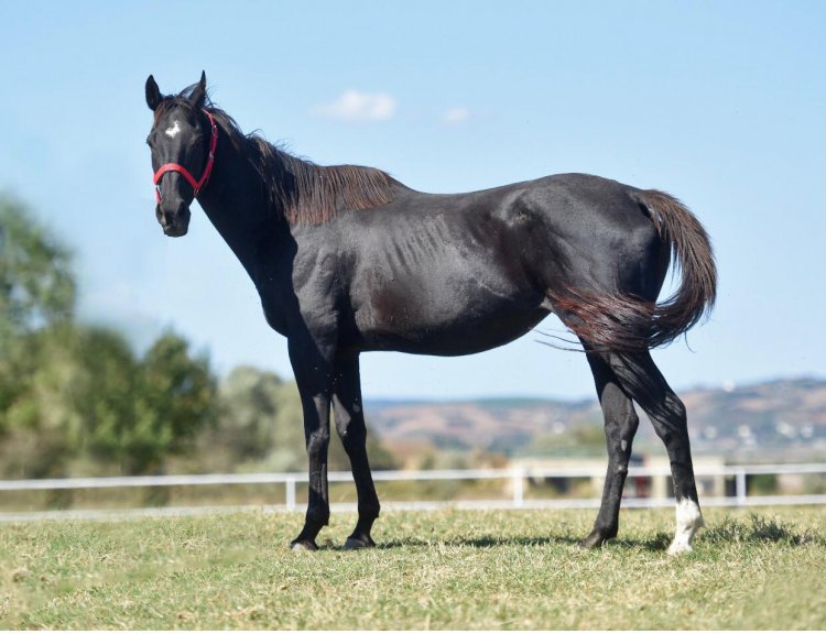 NOTHINGCOMPARESTOU / RED BISHOP - ROSE DU PAYS (ANSHAN) 2004 - GRAYSTORM’DAN GEBE / S.Ç.T: 06.04.2020