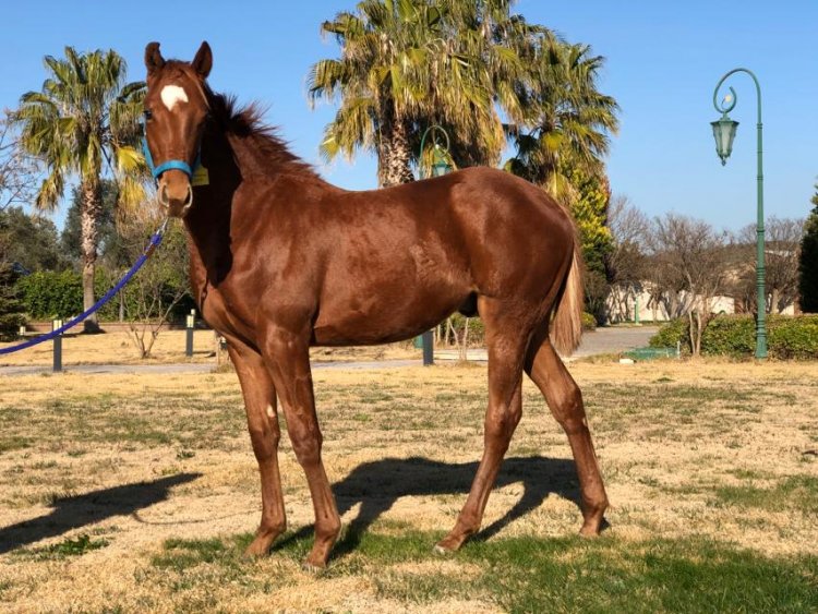 Agresivo (Usa) - Anouchka (Tur) / Strike the gold (Usa) - 2019 Erkek