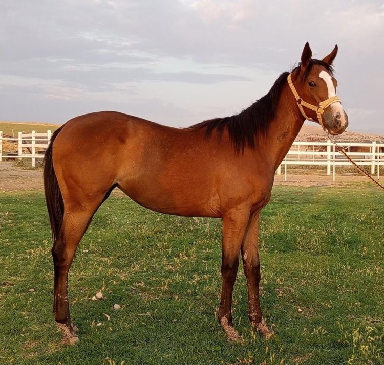 BODEMEISTER-ARBAAH / INVASOR - DİŞİ (25.04.2024)