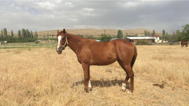PASTORIA / ROYAL ABJAR - PASTORALE (STRIKE THE GOLD) 2013 / HAKEEM’DEN GEBE (03.05.2021)
