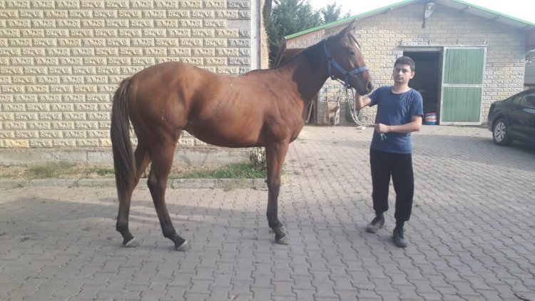 Victory Gallop - Daria ( Sri Pekan ) 14.04.2019 Erkek