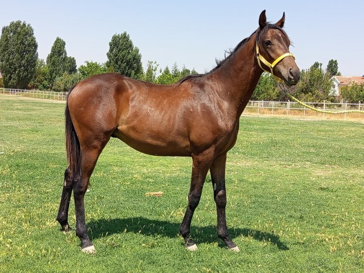 AUTHORIZED-INTO THE WILD / GREAT JOURNEY - ERKEK (17.04.2024)