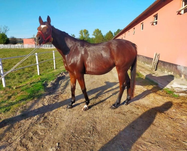 QUEEN SEA / DR FONG - VALERIE (SADLER’S WELLS) 2015 / MENDIP GEBESİ (S.Ç.T: 31.05.2022)