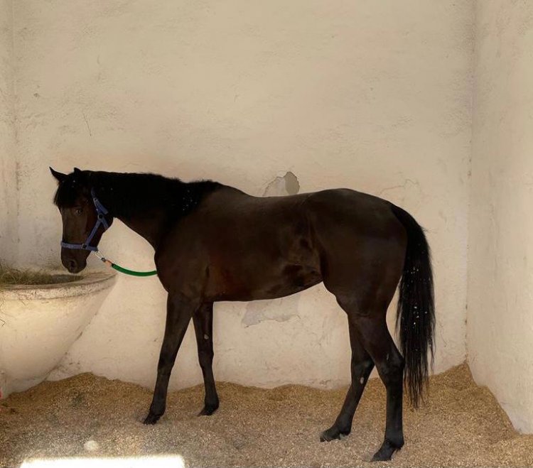 QUEEN OF DARKNESS / GENERAL QUARTERS - FAIR ROSE (ROYAL ABJAR)  2018 BOŞ