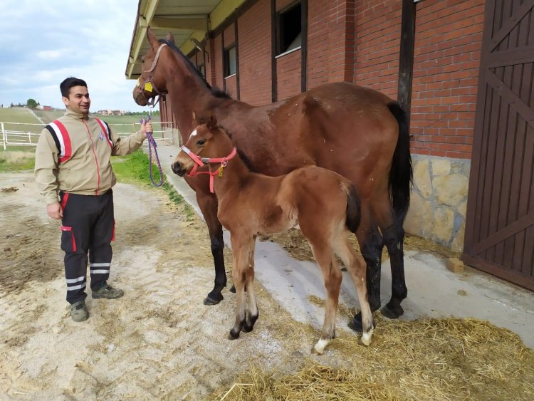 Fleurine / Powerscourt - Florissant ( Mountain Cat) 2014 / Yanında Sidneys Candy 2020 Dişi tayıyla birlikte
