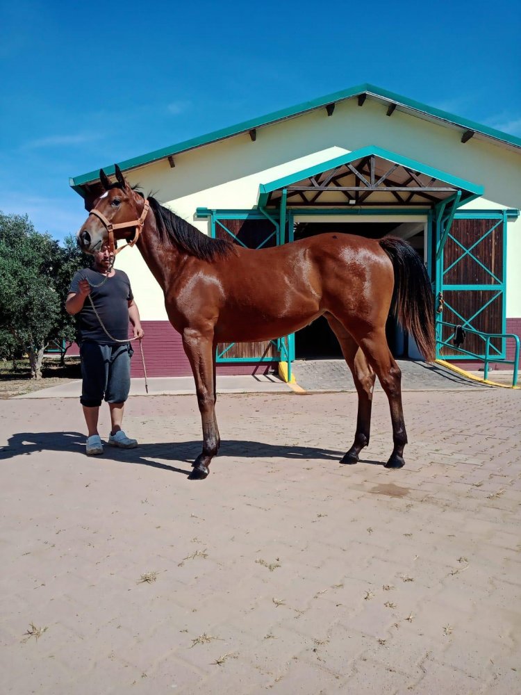Corinthian - Suhulet ( Powerscourt ) 2019 Dişi