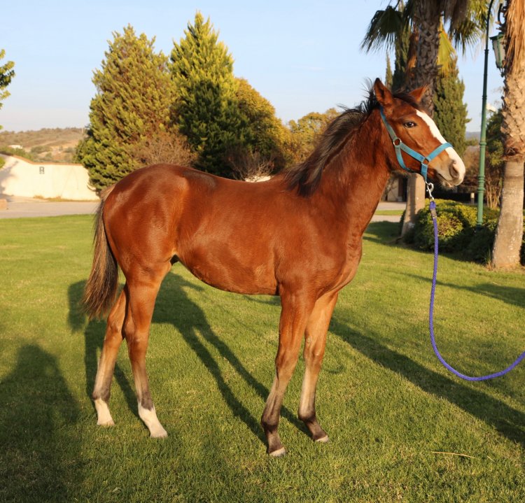 Torok (Ire) - Happy Valentine (Tur) / Thewayyouare (Usa) - 2019 / Dişi