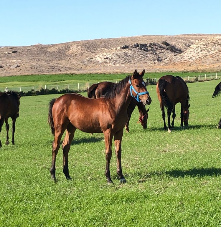 TRAPPE SHOT - MISS ECEM (WIN RIVER WIN) ERKEK / D.T: 11.03.2021