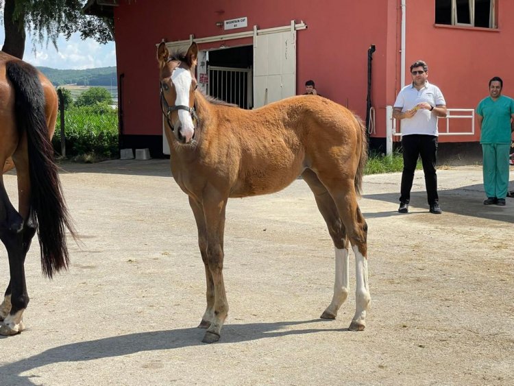 BODEMEISTER - MIA AMOR (DEHERE) DİŞİ / D.T: 21.02.2022