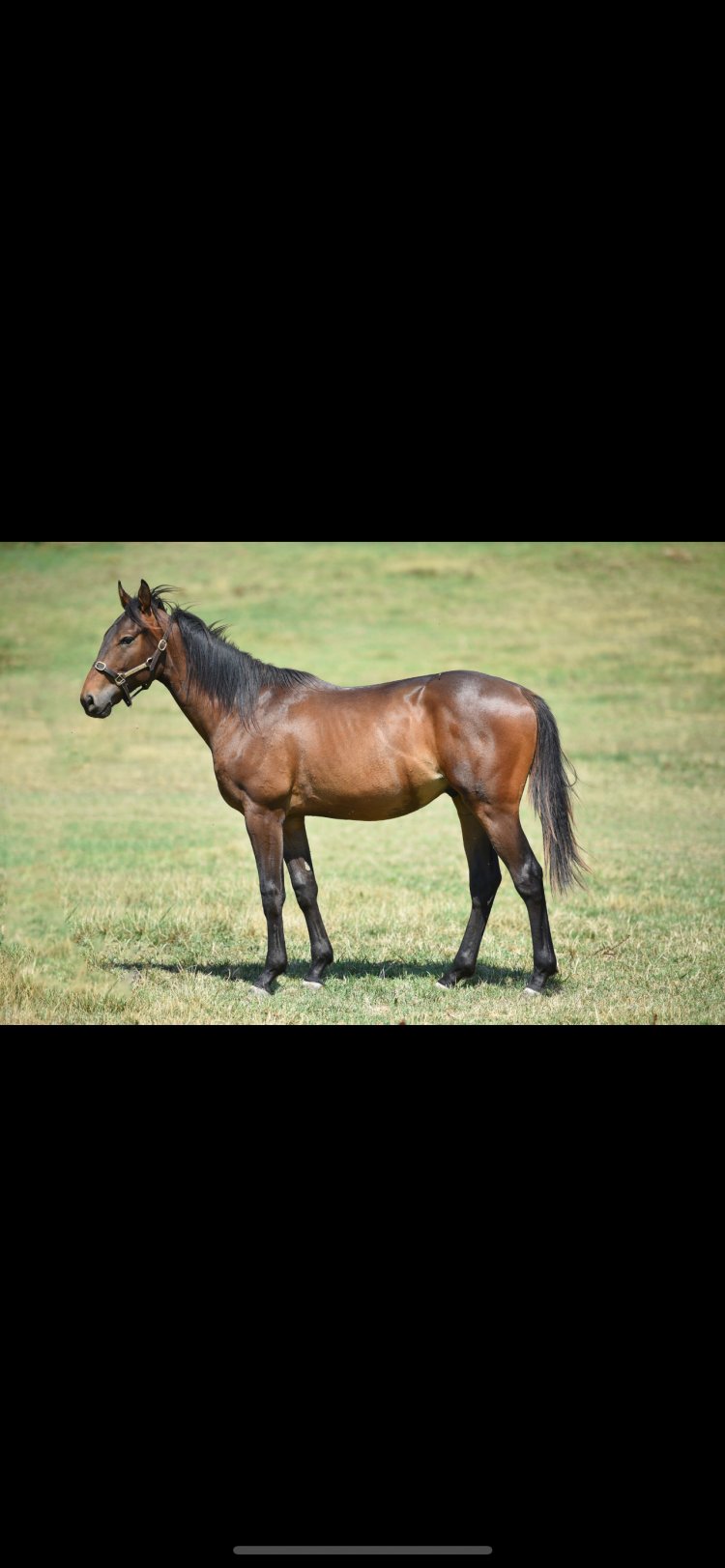 KANEKO-CREE MAX / VICTORY GALLOP - ERKEK (17.01.2024)