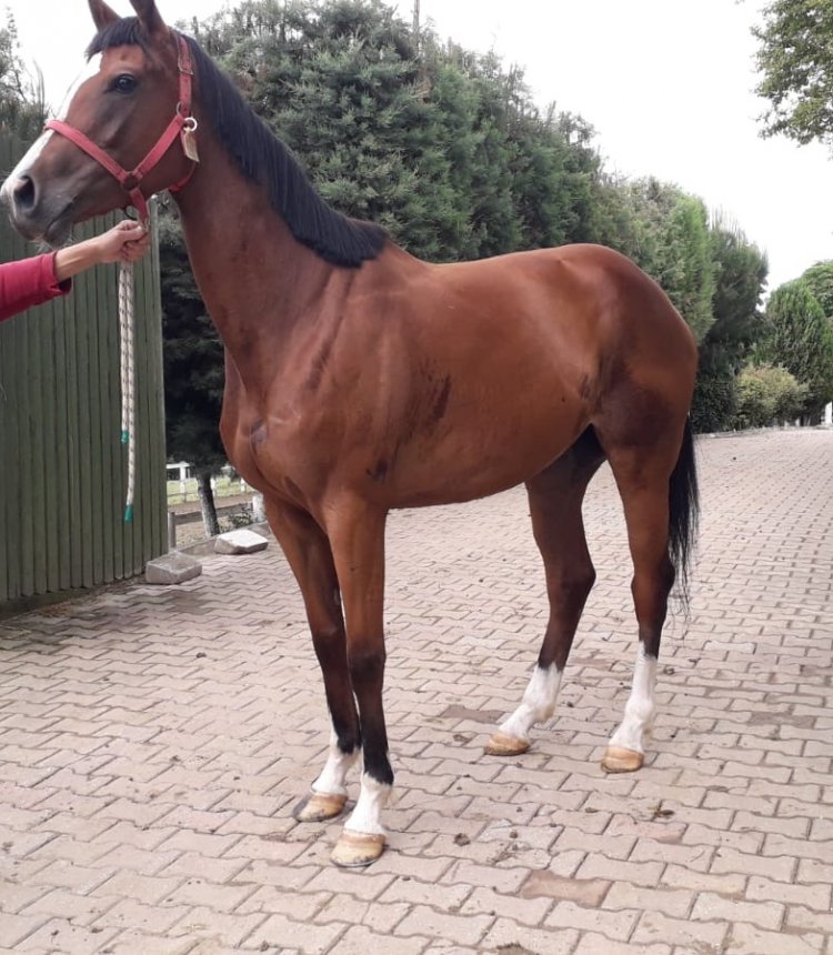 Sea and Victory / Cardinal Pioneer - Golden Victory (Acclamation) 2016 / Graystorm’dan Gebe