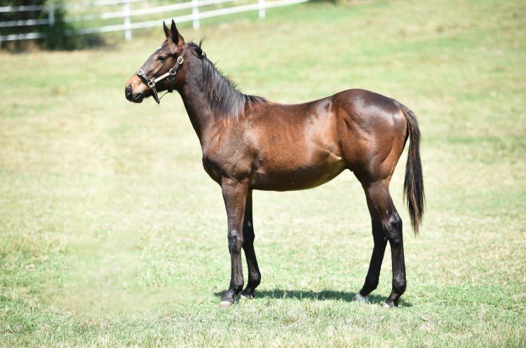 SATONO ARES - LADY MARIA / OCEAN BLUE - ERKEK (16.05.2024)