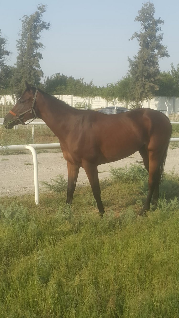 MELTEMİN / MENDIP - PRINCESS MADAEN (ELUSIVE QUALITY) 2016 BOŞ