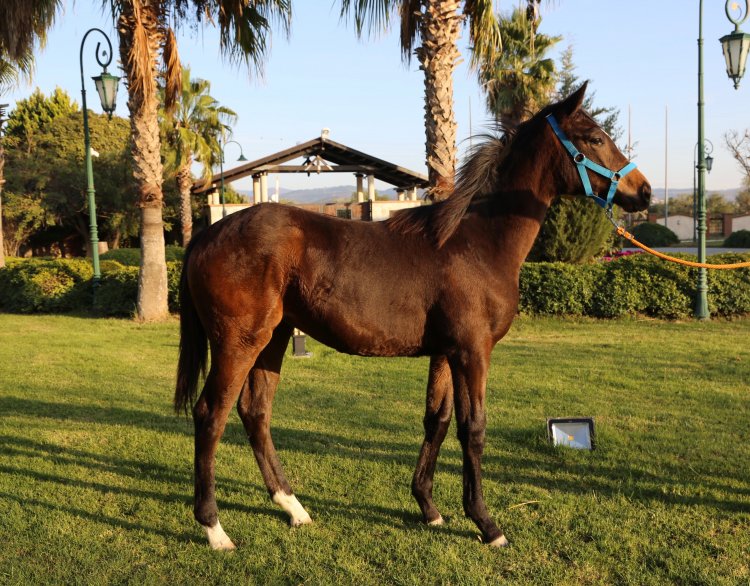 Torok (Ire) - Serenara (Tur) / Velociraptor (Gb) - 2019 Dişi