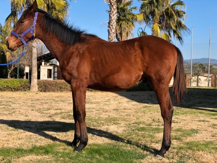 Smart Robin (Jpn) - Deriniya (Tur) / Dehere (Usa) - 2019 Erkek