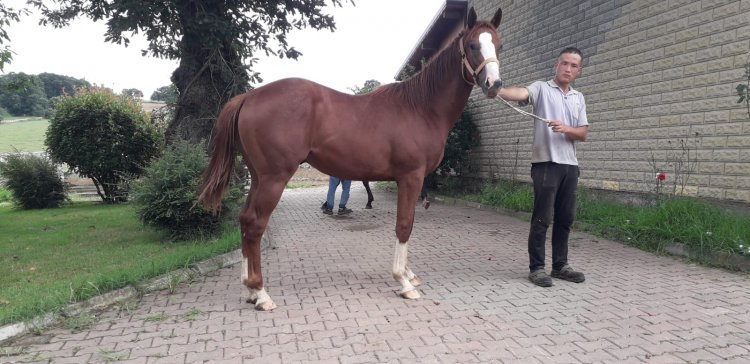 Win River Win - Mia Bruni ( Royal Abjar ) 27.01.2019 Erkek