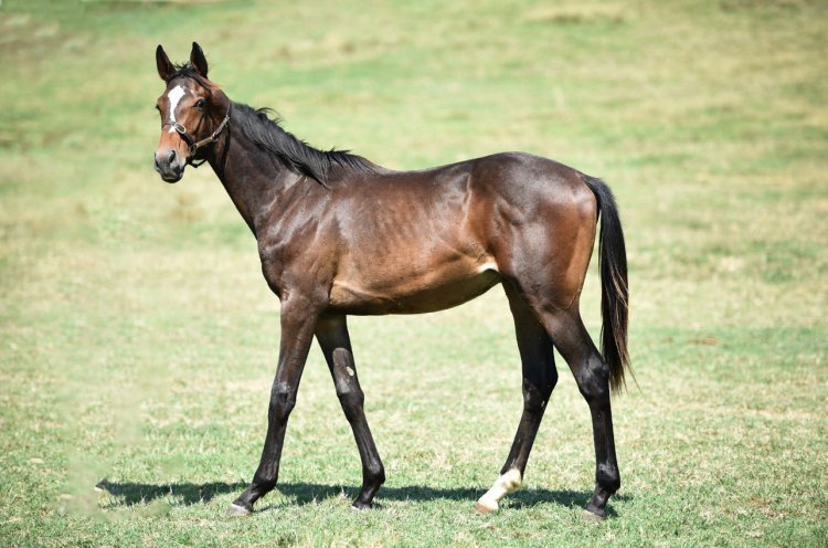 KING DAVID - PANABELLE / VICTORY GALLOP - ERKEK (25.04.2024)