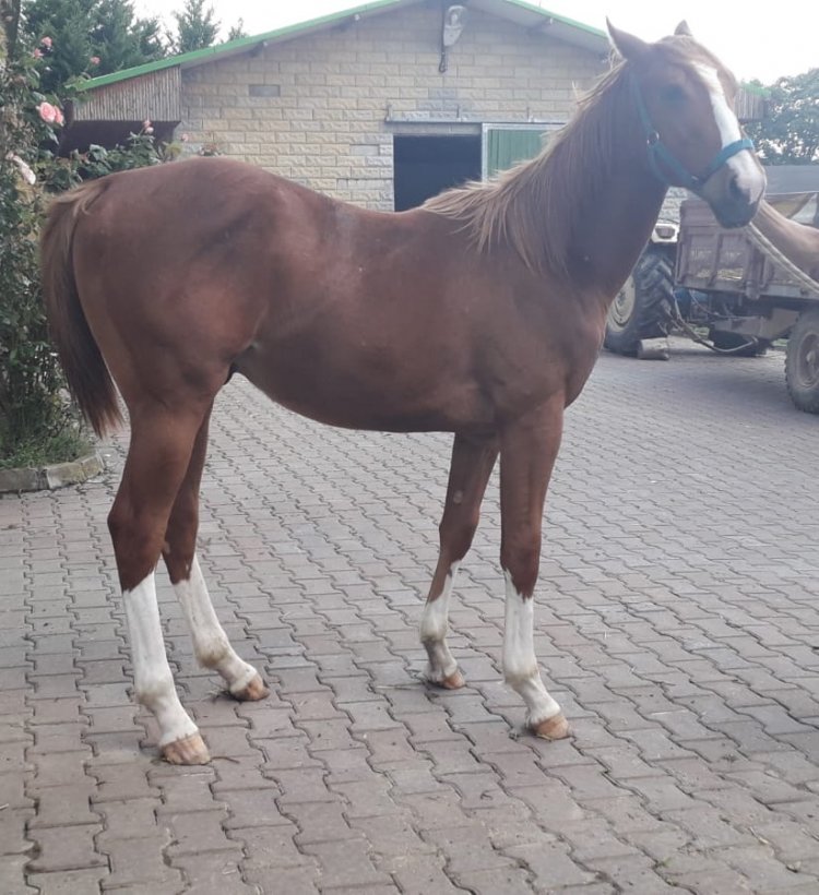 Cuvee - Copy Cat (Royal Abjar) 2019 Erkek